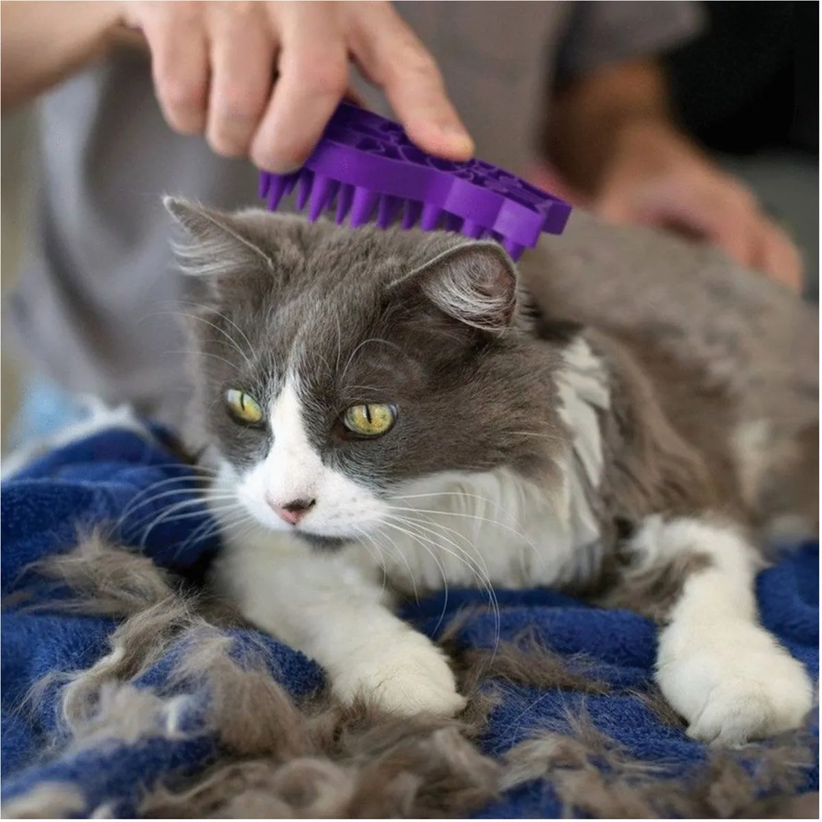 KONG Zoom Groom Kattenborstel Paars 11cm