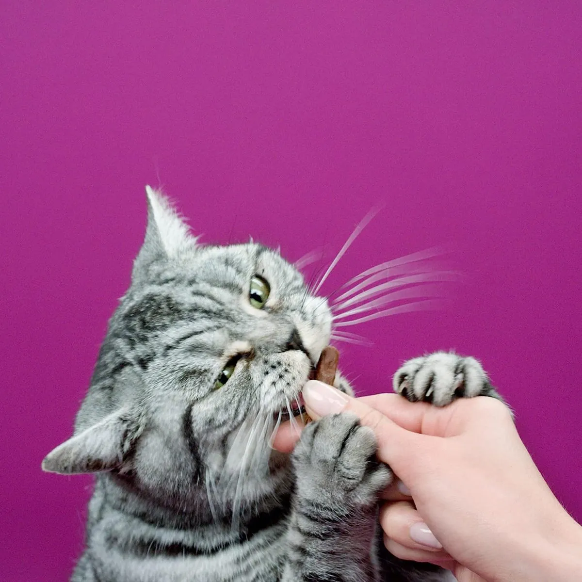 Whiskas Kattensnacks - Sticks Kip - 14x6 Stuks