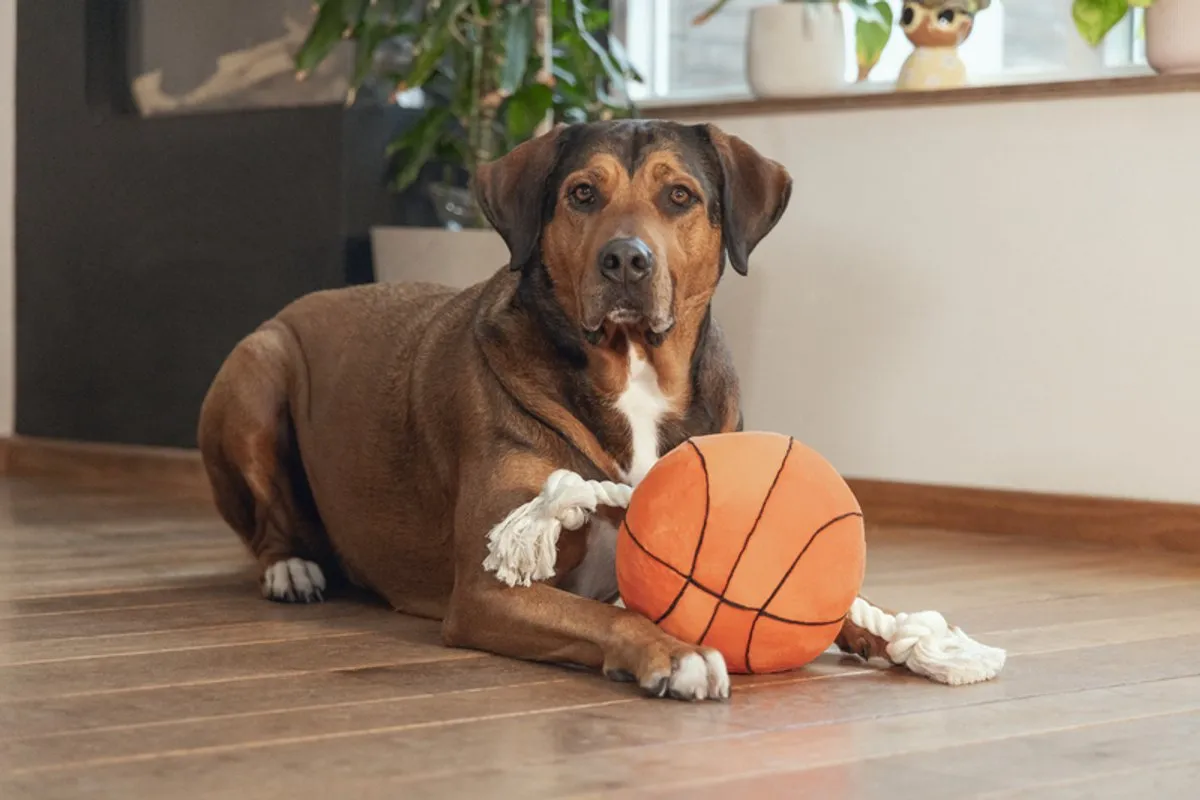 Beeztees Basketbal Hondenspeelgoed - Oranje 33x19x19cm