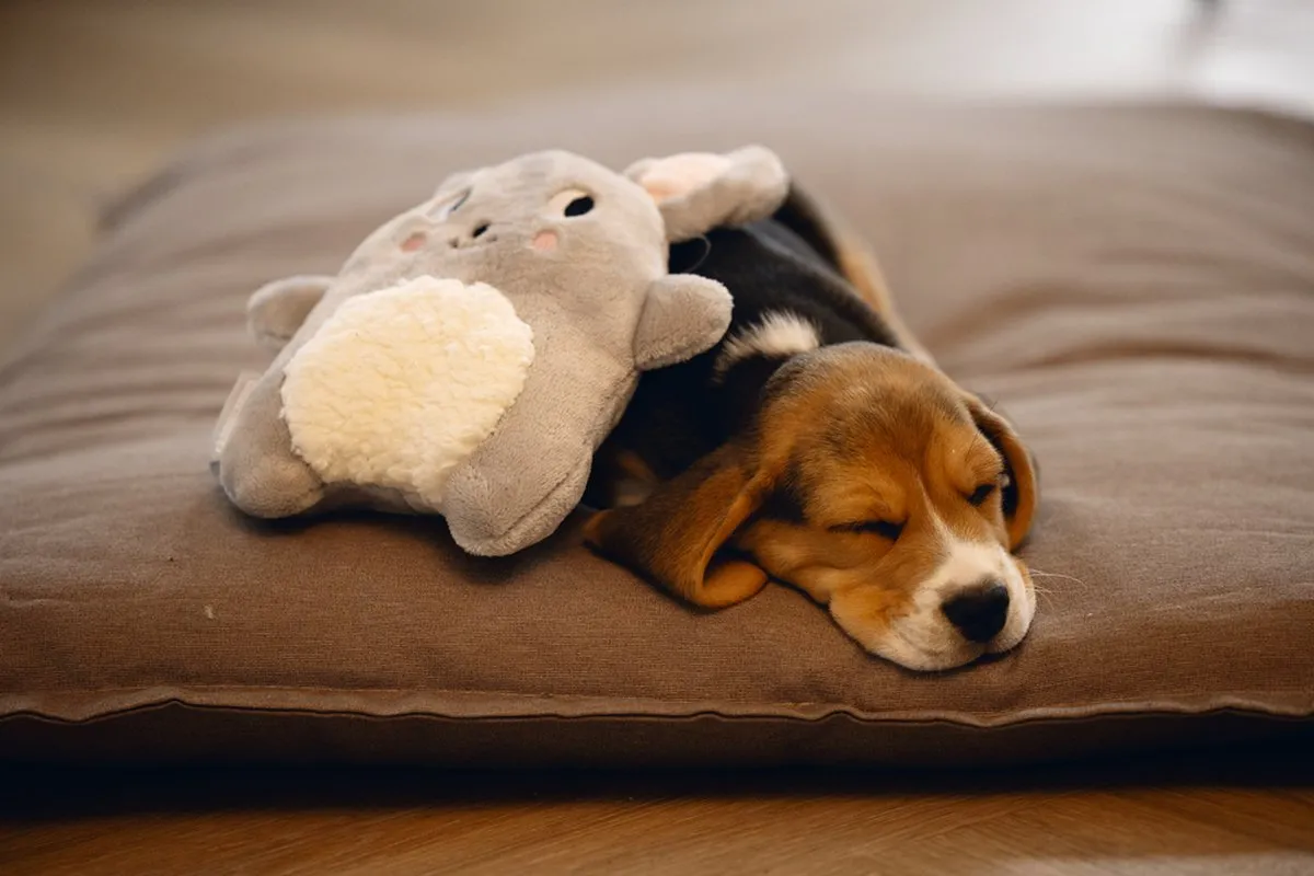 Beeztees Puppy Snoet Pluche Hondenspeelgoed - Grijs