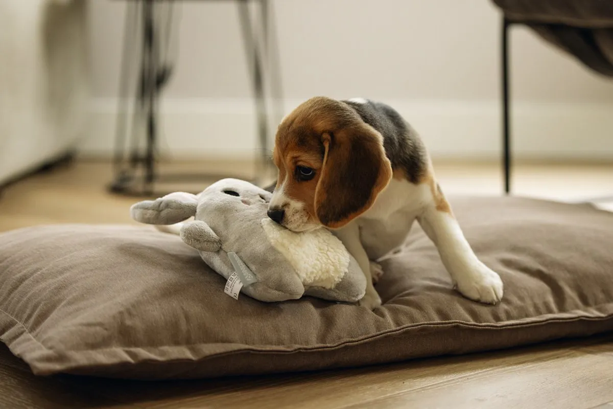 Beeztees Puppy Snoet Pluche Hondenspeelgoed - Grijs