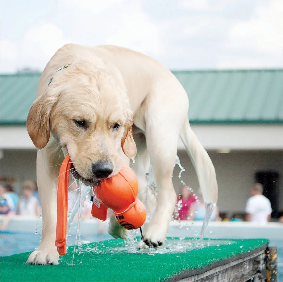 KONG Water Wubba Hondenspeeltje - 241x131x81mm - Oranje