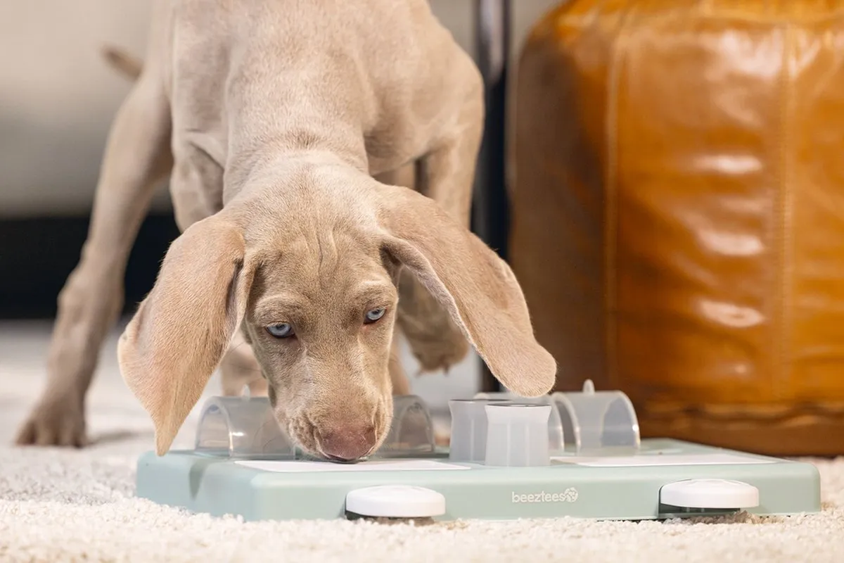 Beeztees Puppy Trainingsspel Riff - Groen