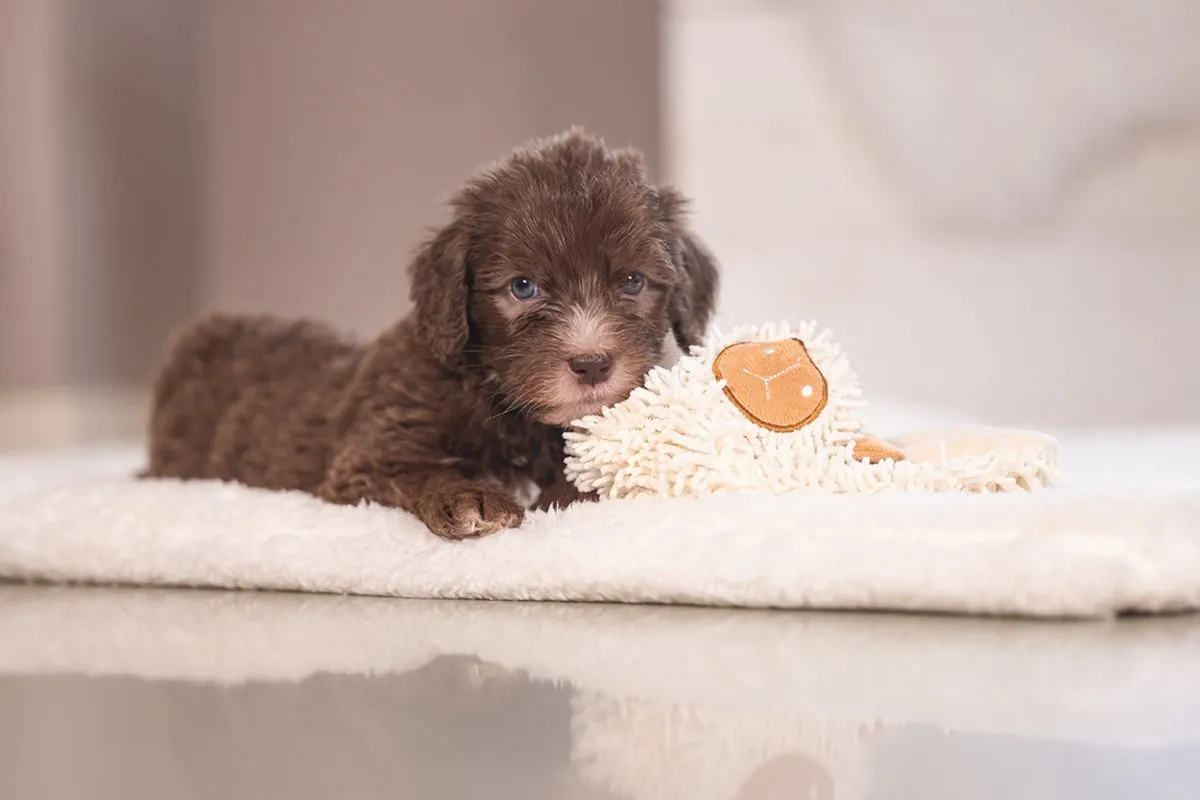 Beeztees Puppy Knuffellap Lu - Ecologisch Hondenspeelgoed 37x28cm