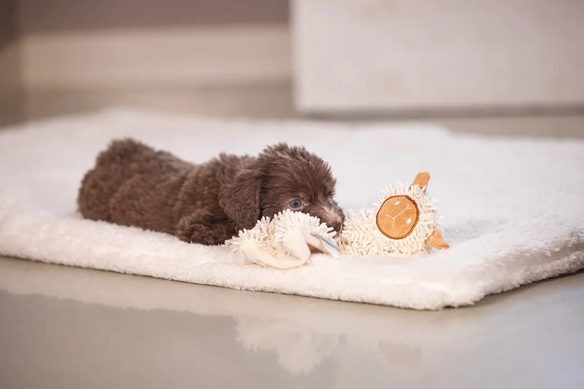 Beeztees Puppy Knuffellap Lu - Ecologisch Hondenspeelgoed 37x28cm