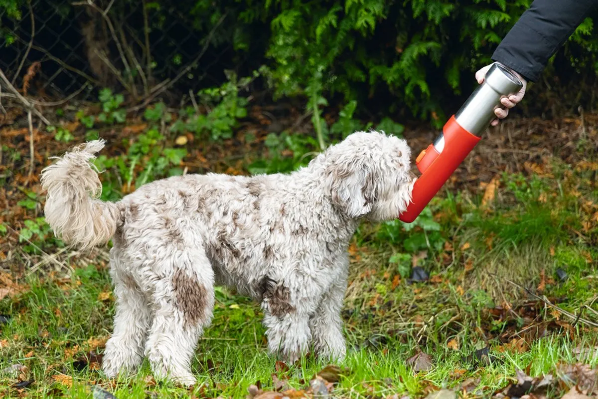 Beeztees Loe Drinkfles Hond Roestvrij Staal 532ml - Assorti