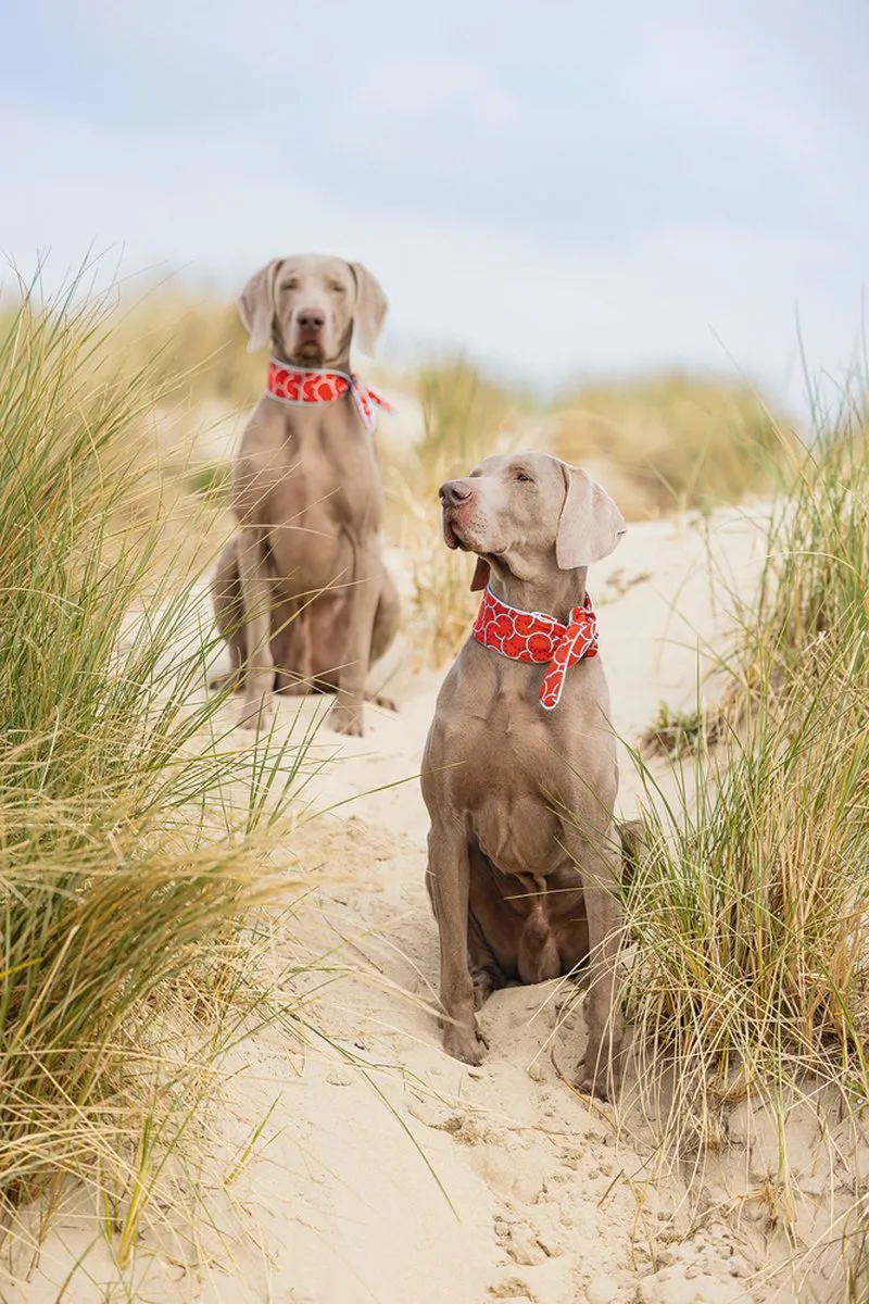 Beeztees Quick Cooler Meloenie Hondenhalsband - Rood M