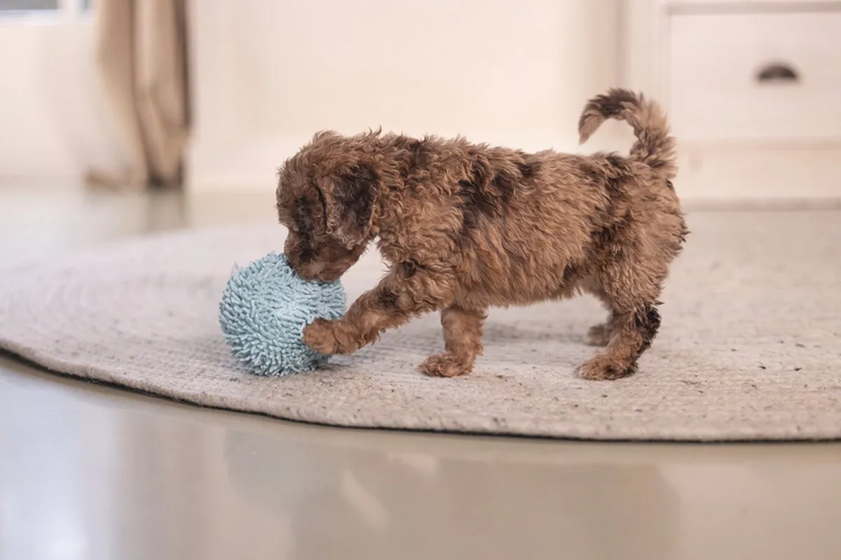 Beeztees Puppy Bal Lily Hondenspeelgoed - Blauw Ø10cm