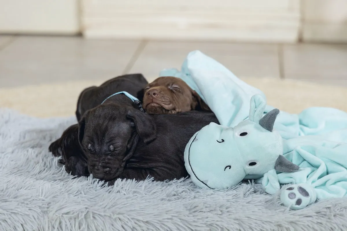 Beeztees Puppy Knuffeldoek Draak - Groen L
