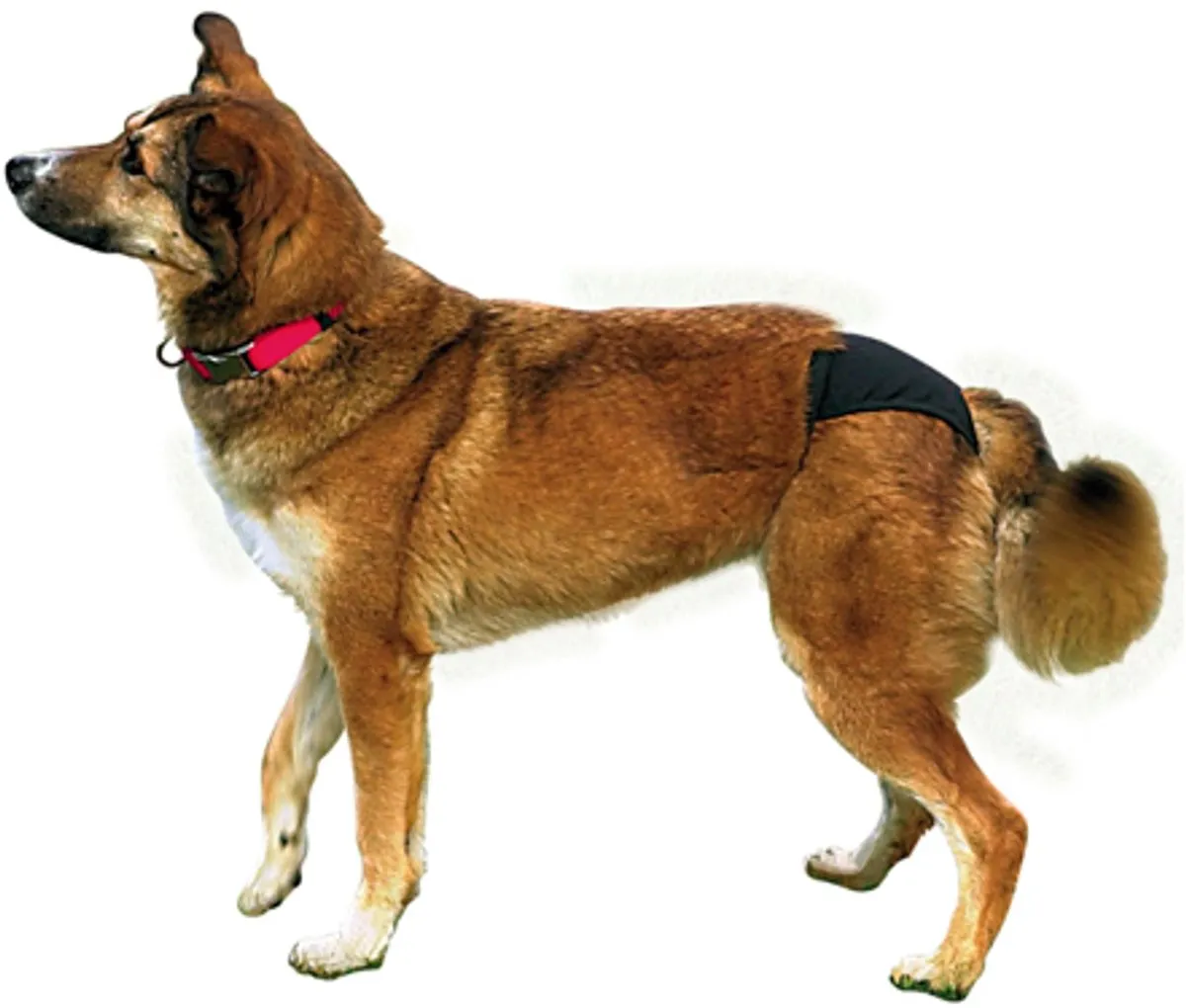 Trixie Beschermende Broek Maat S/M - 32-39cm - Zwart