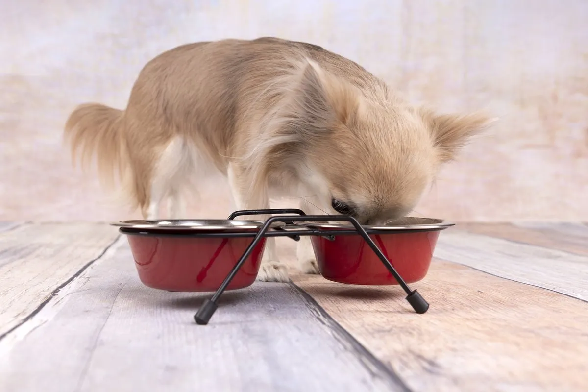 Flamingo Arjun Duo Dinner Staander - Honden/katten Eet- en drinkset 200ml - Rood