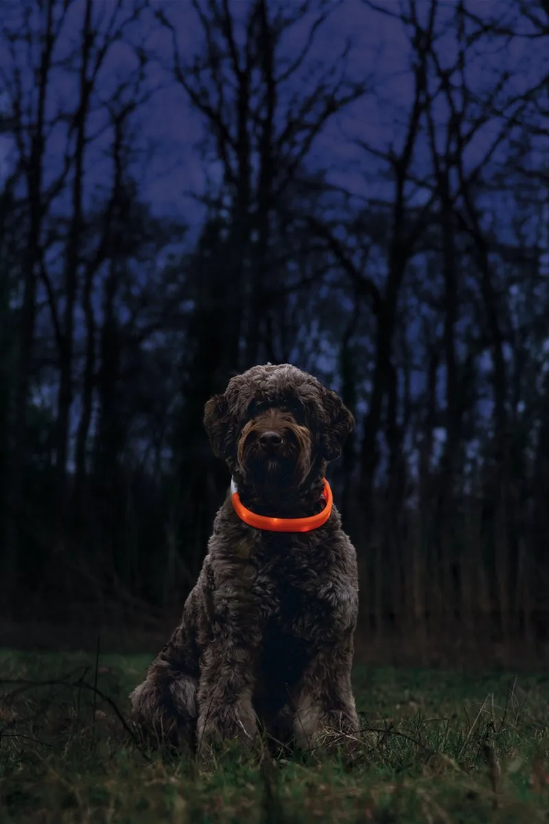 Beeztees Safety Gear Glowy Halsband Hond - 65x2,5cm - Oranje