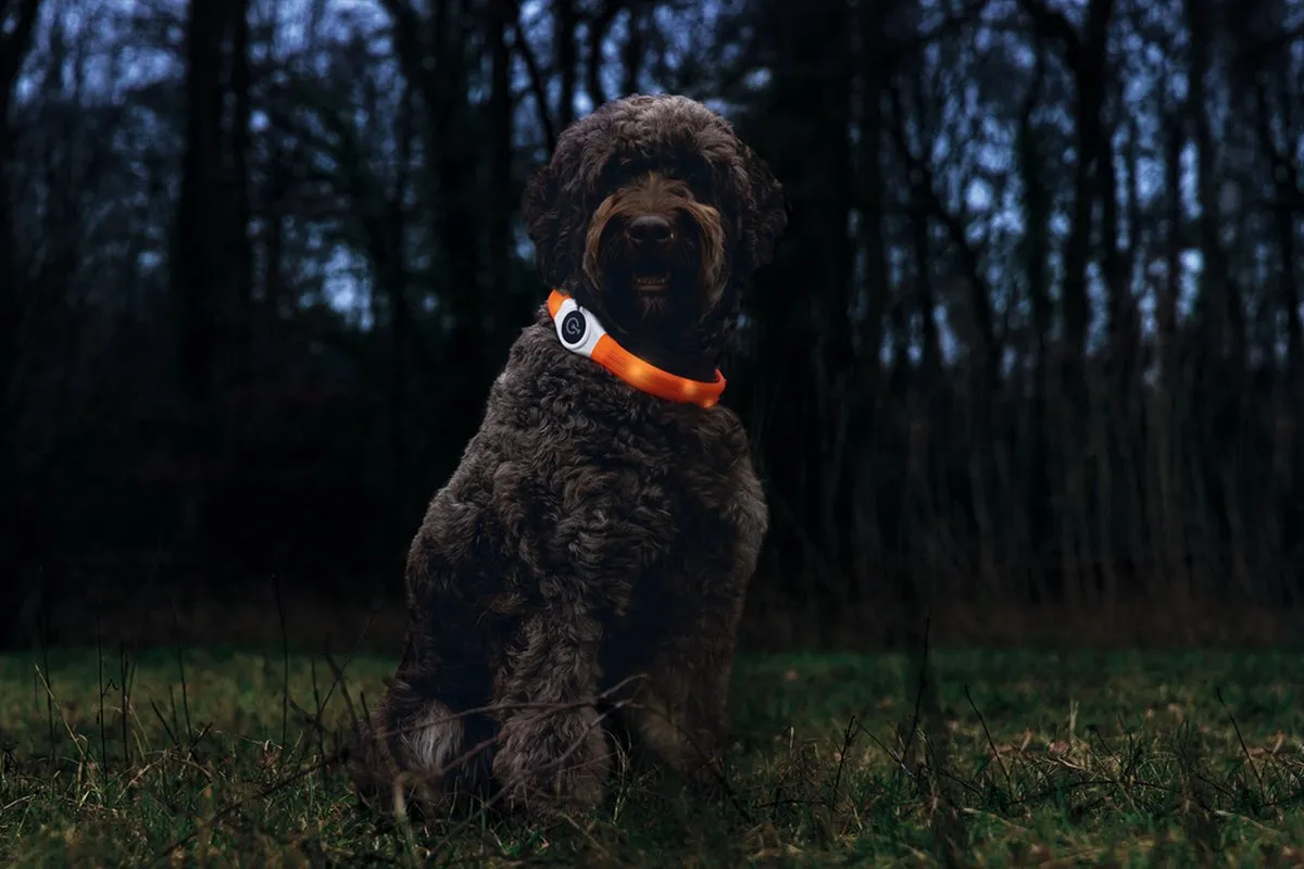 Beeztees Safety Gear Glowy Halsband Hond - 65x2,5cm - Oranje
