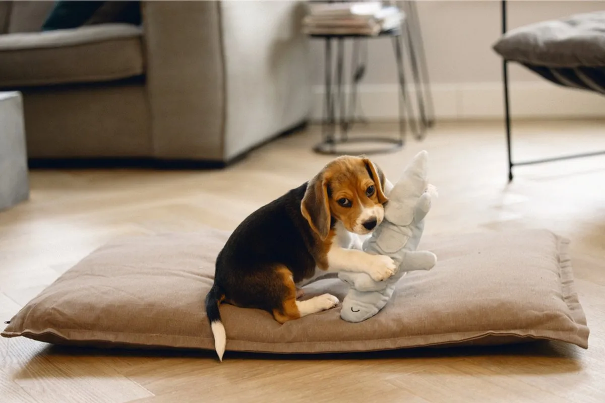 Beeztees Puppy Krokodil Jake Hondenspeelgoed - 32x18x8cm Groen