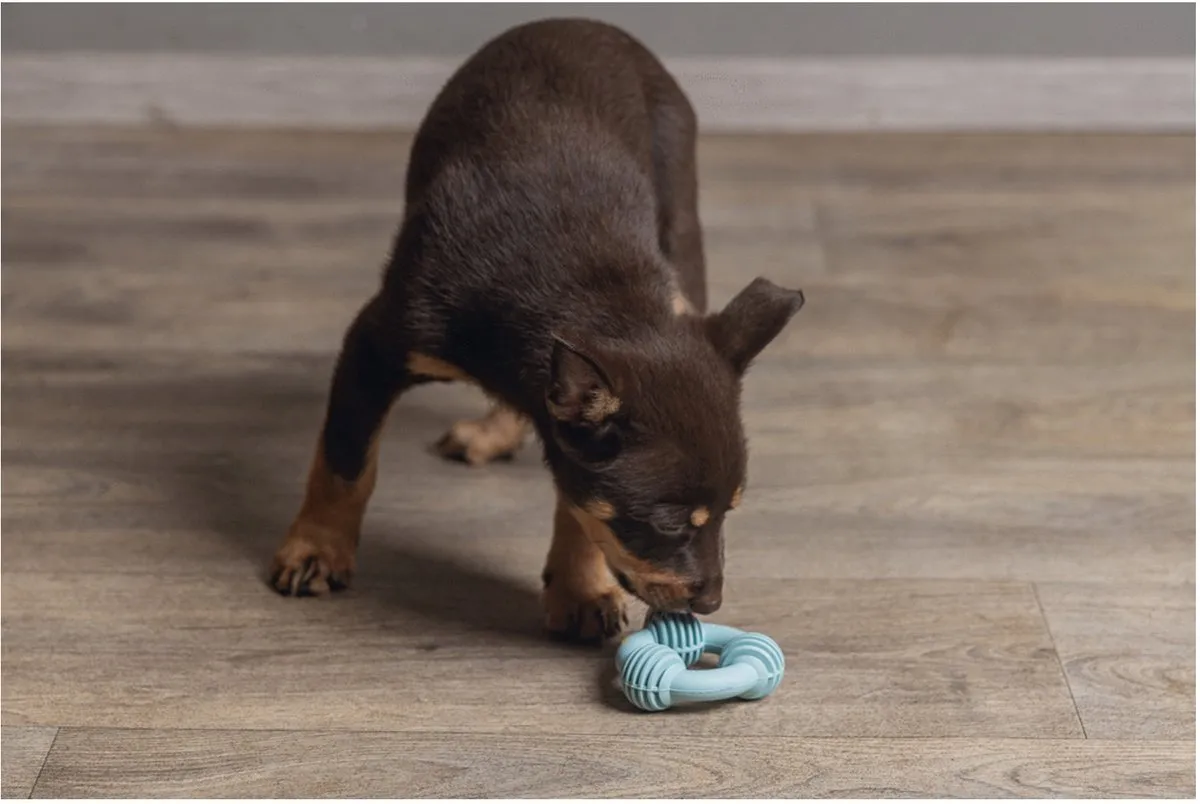 Beeztees Puppy Dental Ring Groen
