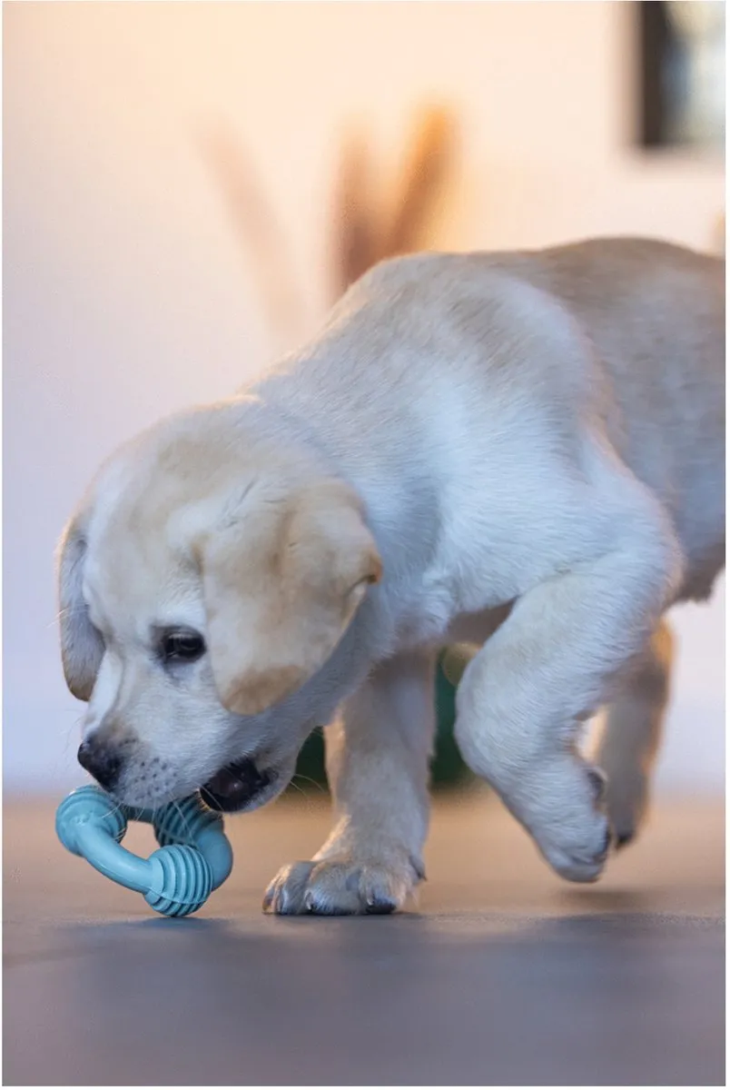 Beeztees Puppy Dental Ring Groen