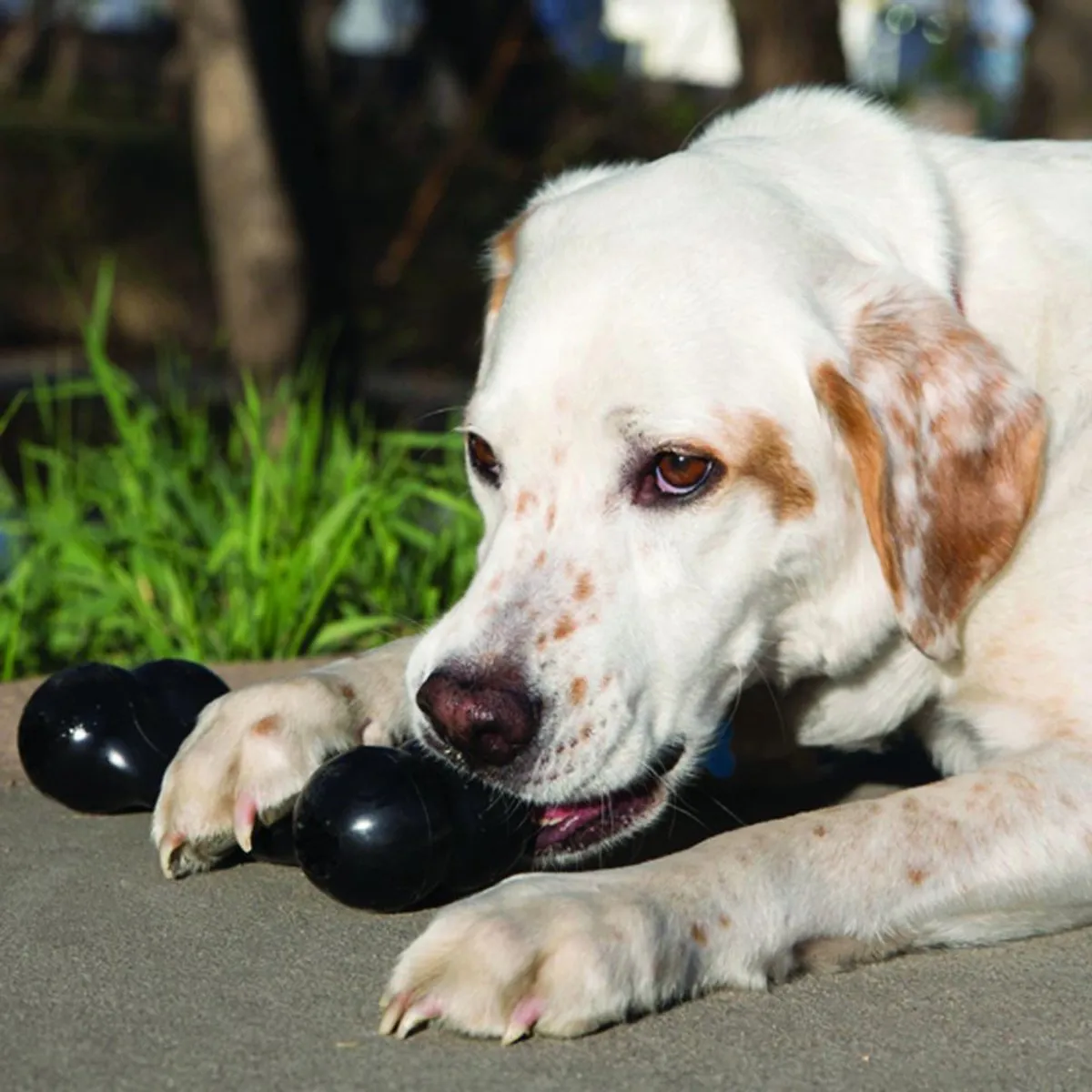 KONG Extreme Goodie Bone XL - Zwart