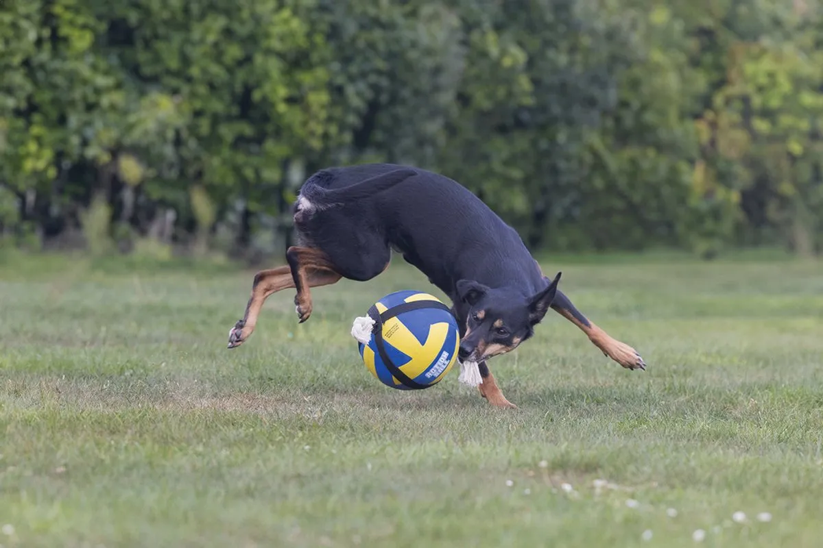 Beeztees Action Voetbal Hondenspeelgoed L - 22 cm - Zwart/Wit
