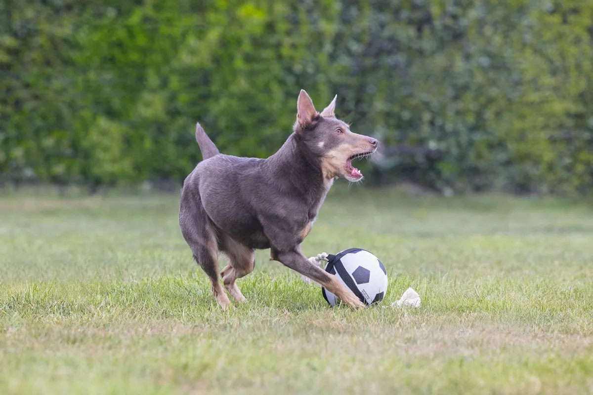 Beeztees Action Voetbal Hondenspeelgoed L - 22 cm - Zwart/Wit