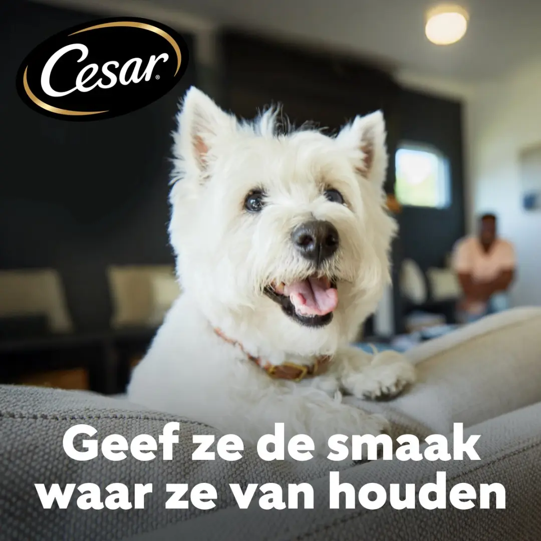 César Adult Hondenbrokken Kip & Zalm - 7kg - afbeelding 3 van 6