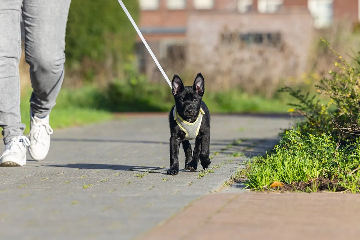 Beeztees Puppy Bronda Hondentuig - Grijs L