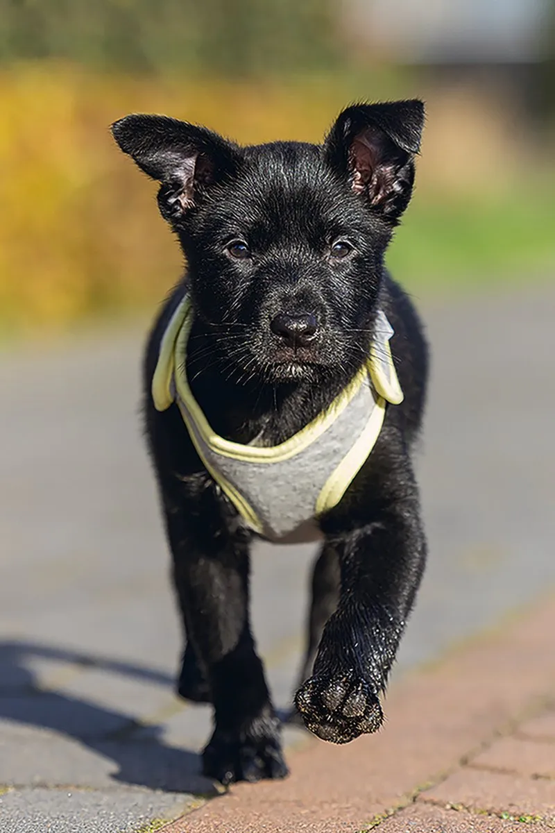 Beeztees Puppy Bronda Hondentuig - Grijs L