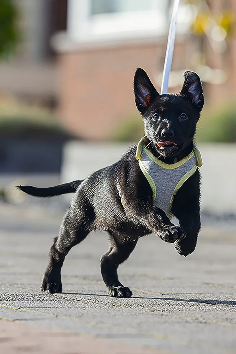 Beeztees Puppy Bronda Hondentuig - Grijs L