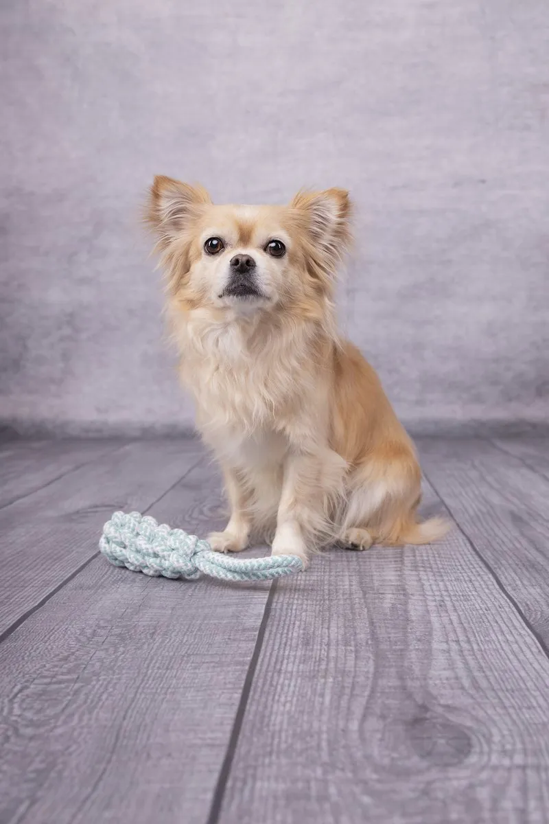 Flamingo Hs Small Dog Cub Touw Dummy Ivar Groen