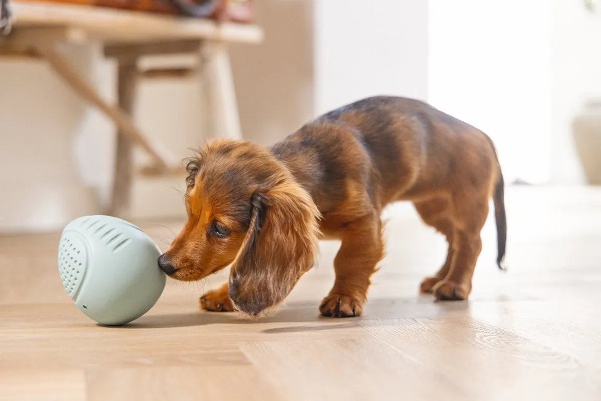 Beeztees Puppy Rubber Snackei - Groen 10 cm