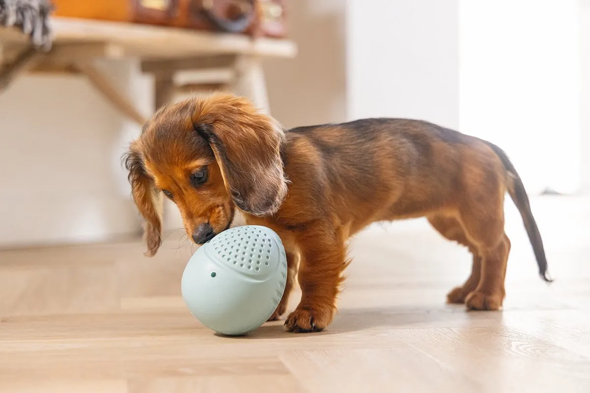Beeztees Puppy Rubber Snackei - Groen 10 cm