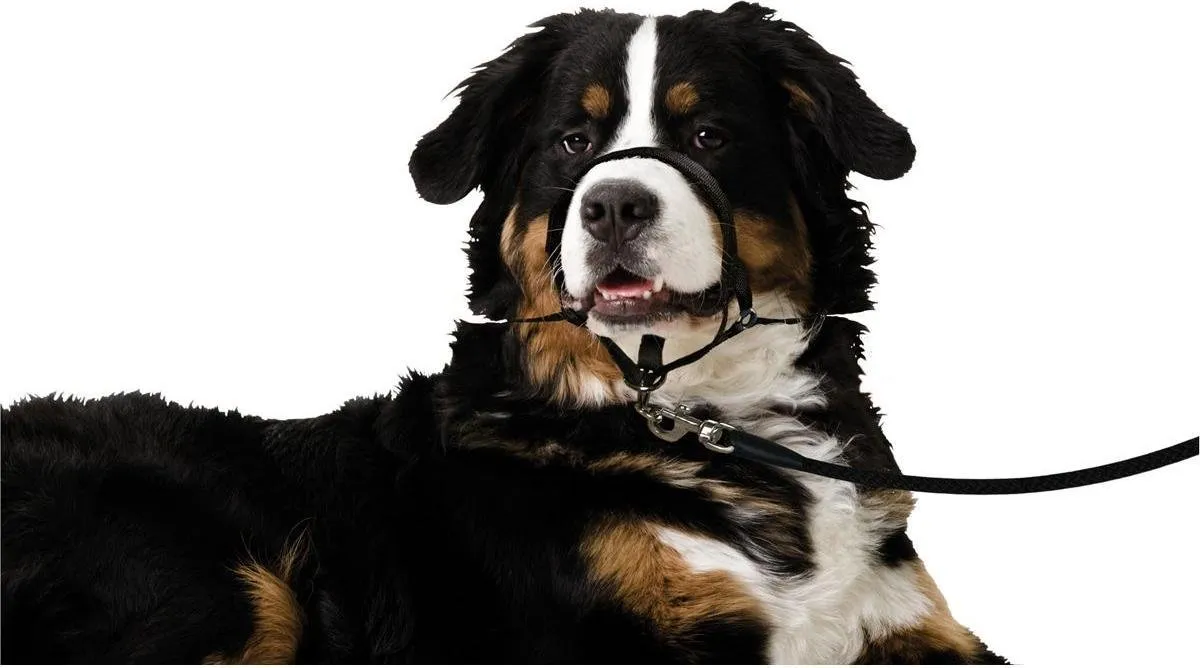 Flamingo Easy Leader Hoofdhalsband Honden XL 55-74cm - Zwart