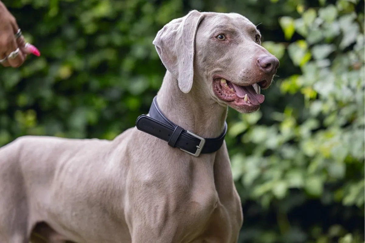 Beeztees Balacron Ax Halsband Hond - Zwart - 36-44 cm