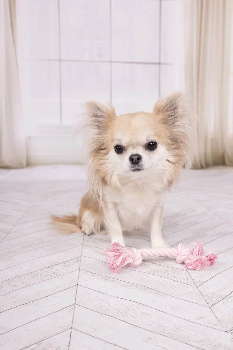 Flamingo Cub Izra Speelgoed Honden - Roze XS