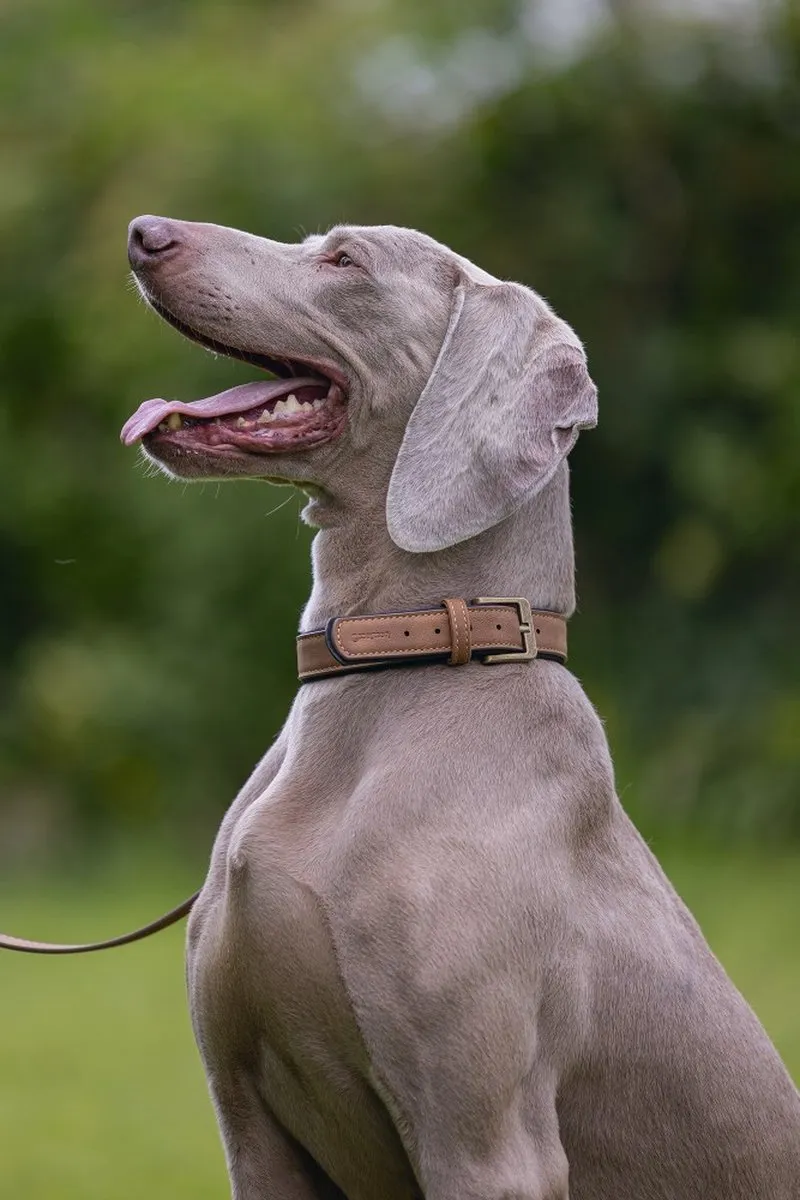 Beeztees Balacron Ax Halsband Hond - Bruin - 36-44cm x 20mm
