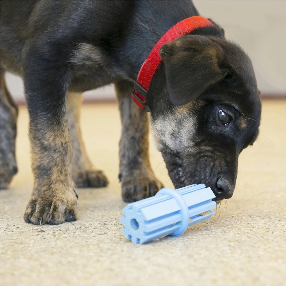 KONG Teething Stick Puppy Large - Blauw/Rood