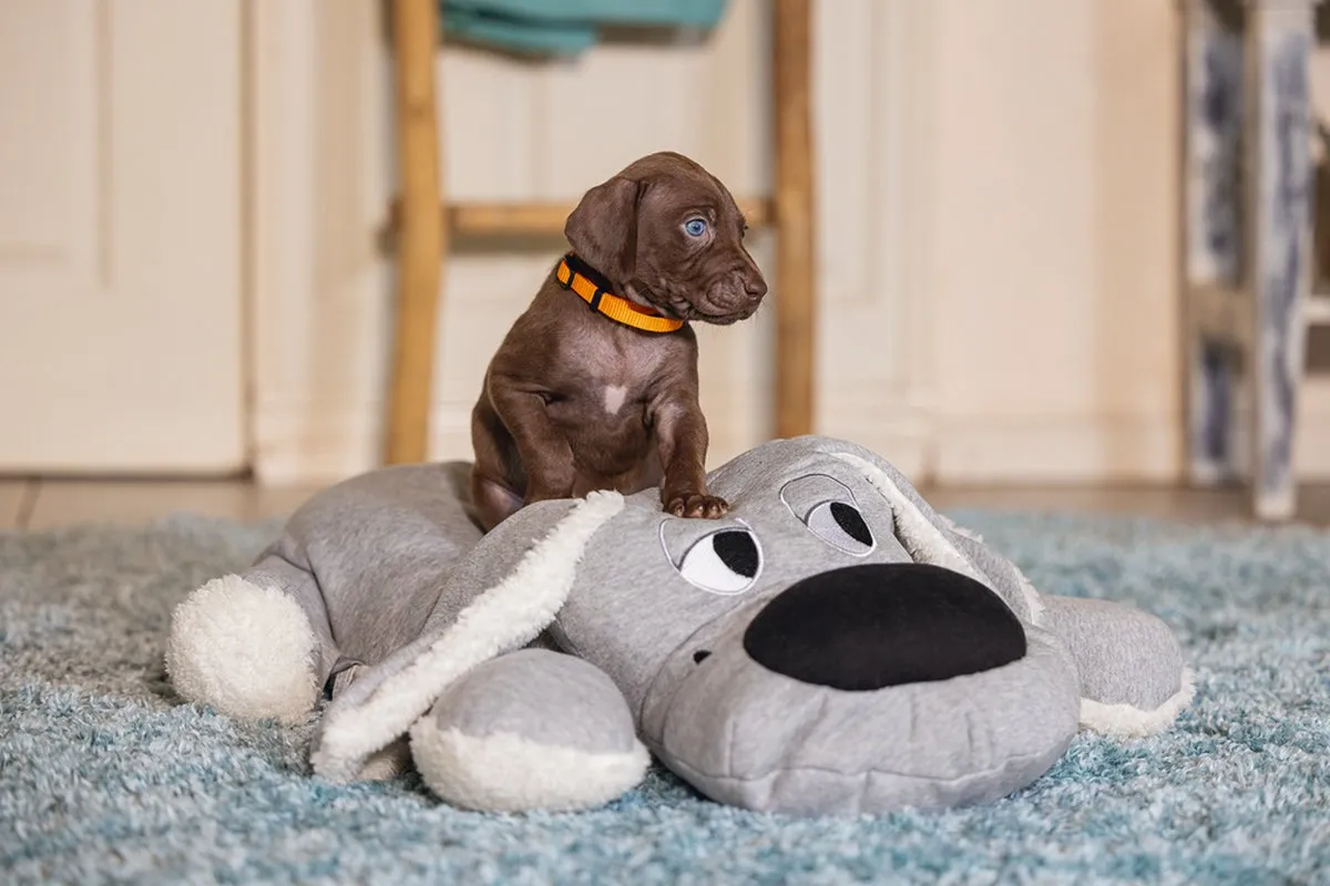 Beeztees Puppy Boomba XL Hondenspeelgoed - Grijs