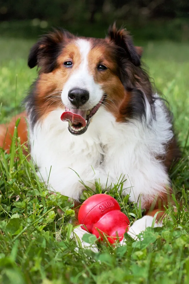 KONG Classic Snackbal Honden Speelgoed 8.9cm - Rood