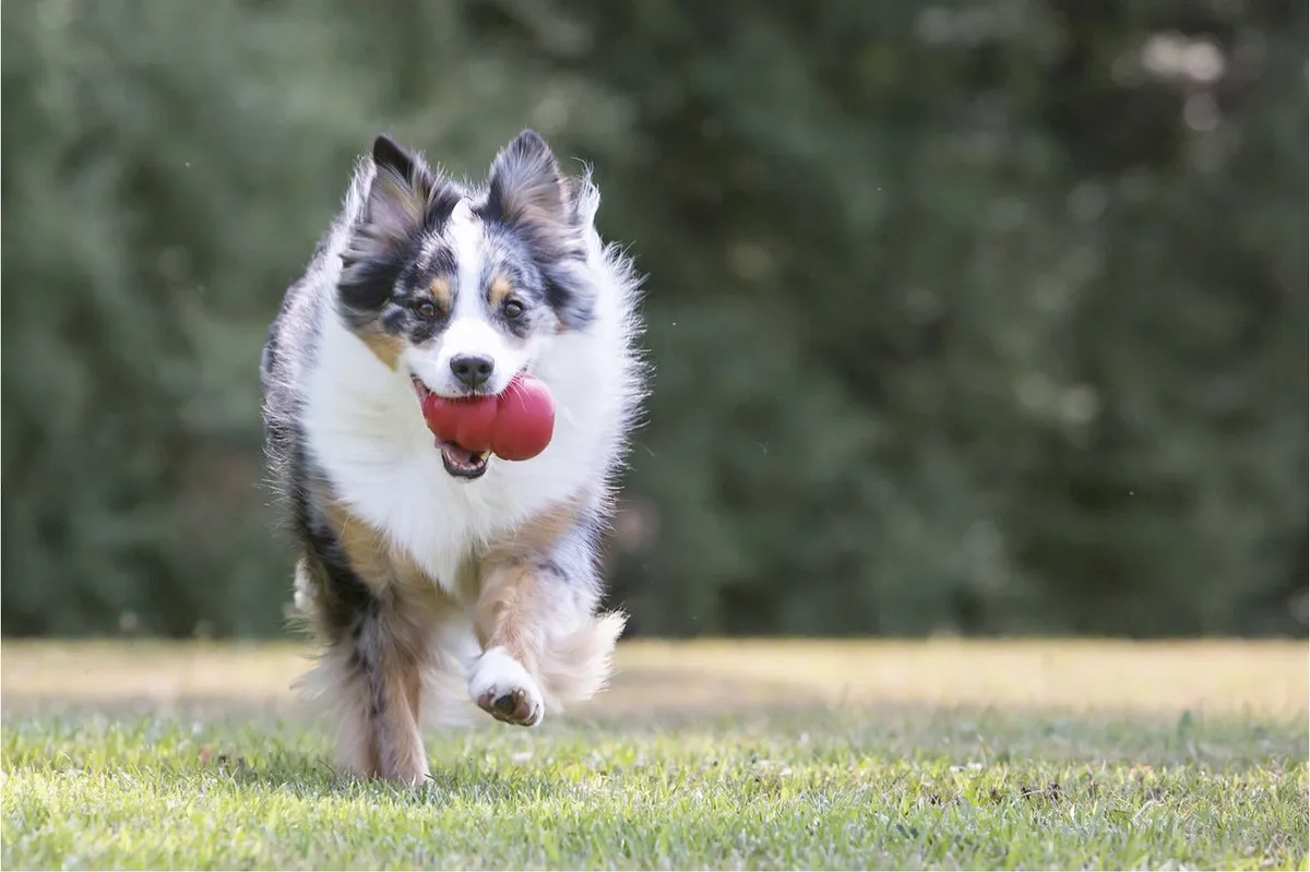 KONG Classic Snackbal Honden Speelgoed 8.9cm - Rood