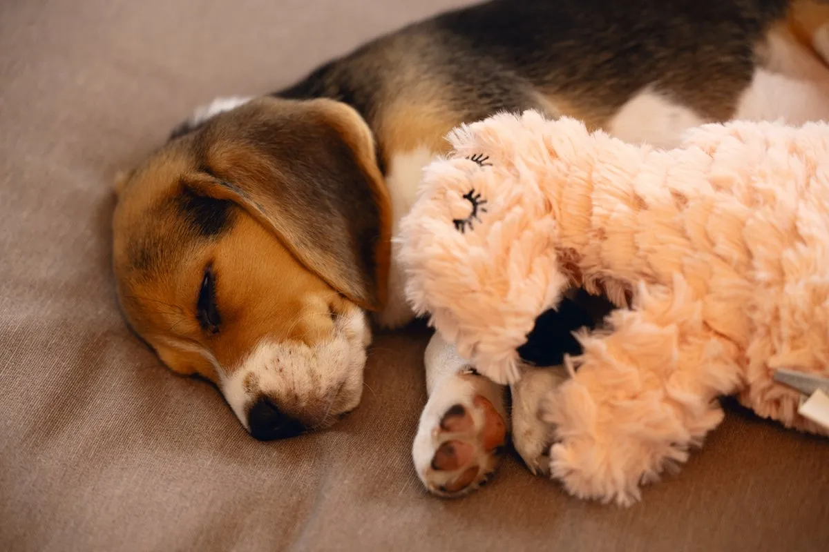 Beeztees Puppy Flamino Pluche Hondenspeelgoed - Roze