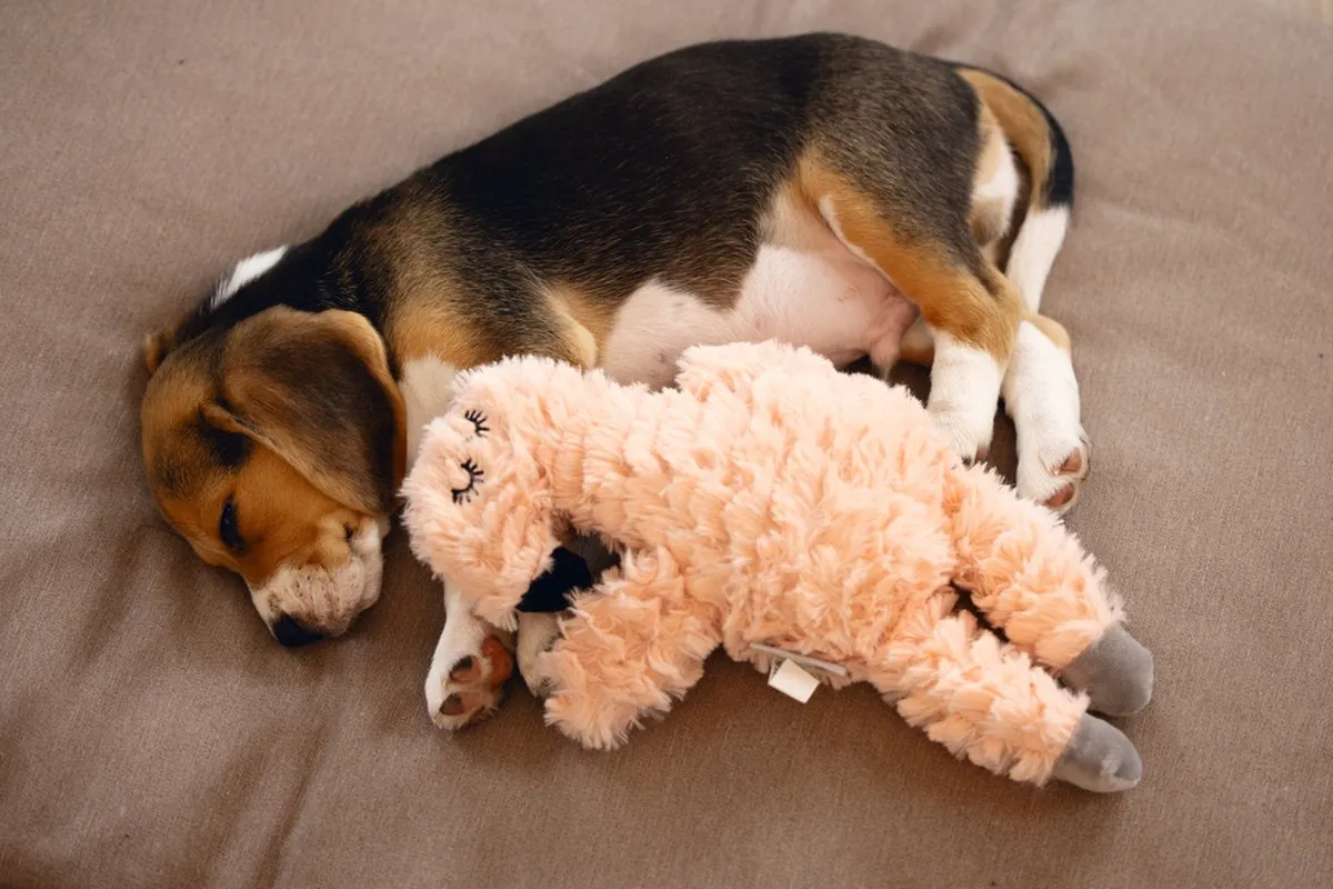 Beeztees Puppy Flamino Pluche Hondenspeelgoed - Roze