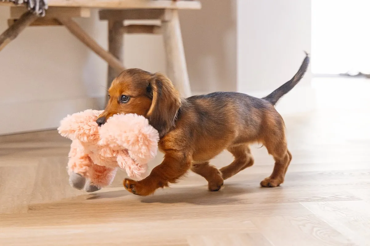 Beeztees Puppy Flamino Pluche Hondenspeelgoed - Roze
