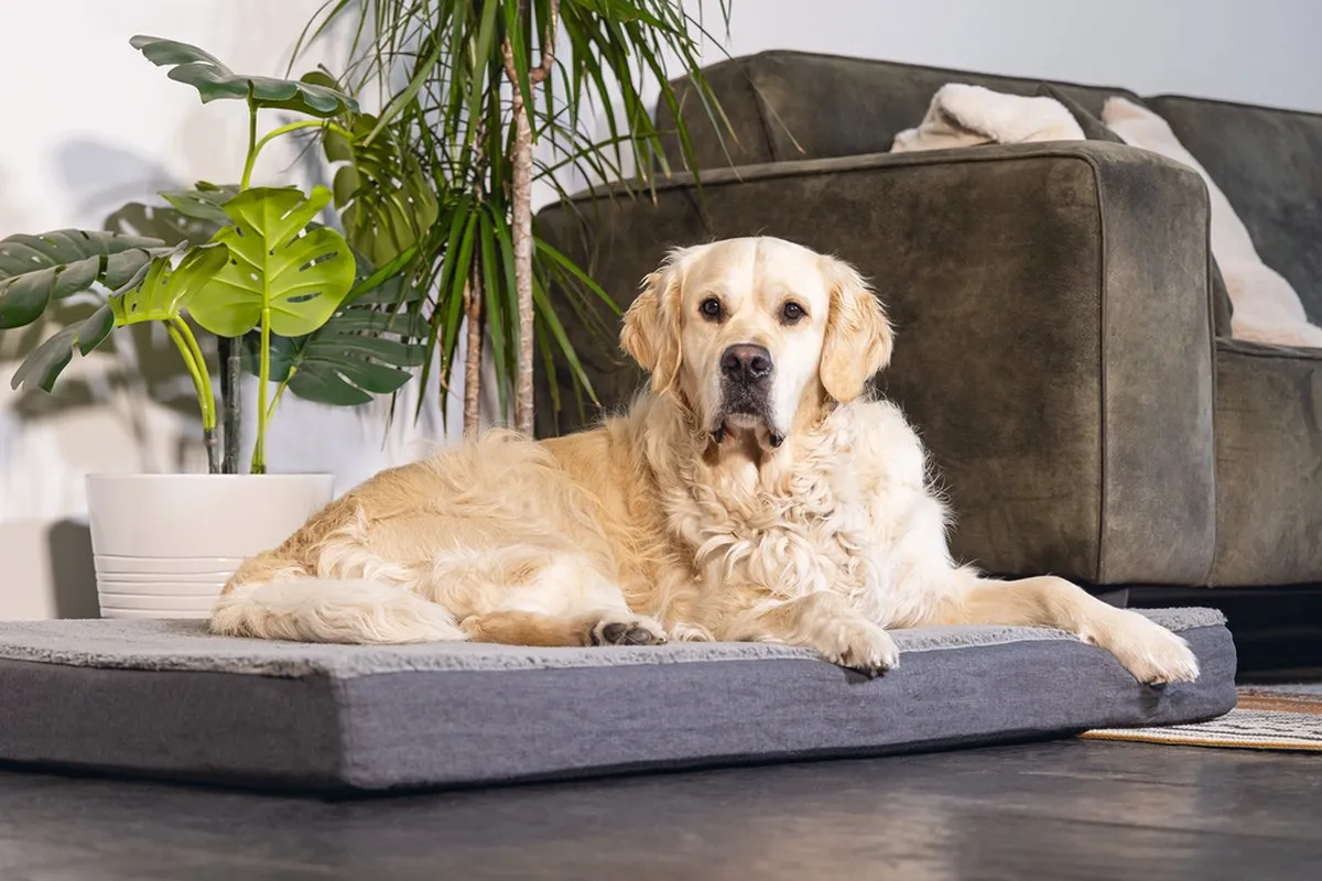 Beeztees Memory Foam Zira Hondenkussen - 100x70x9cm Grijs