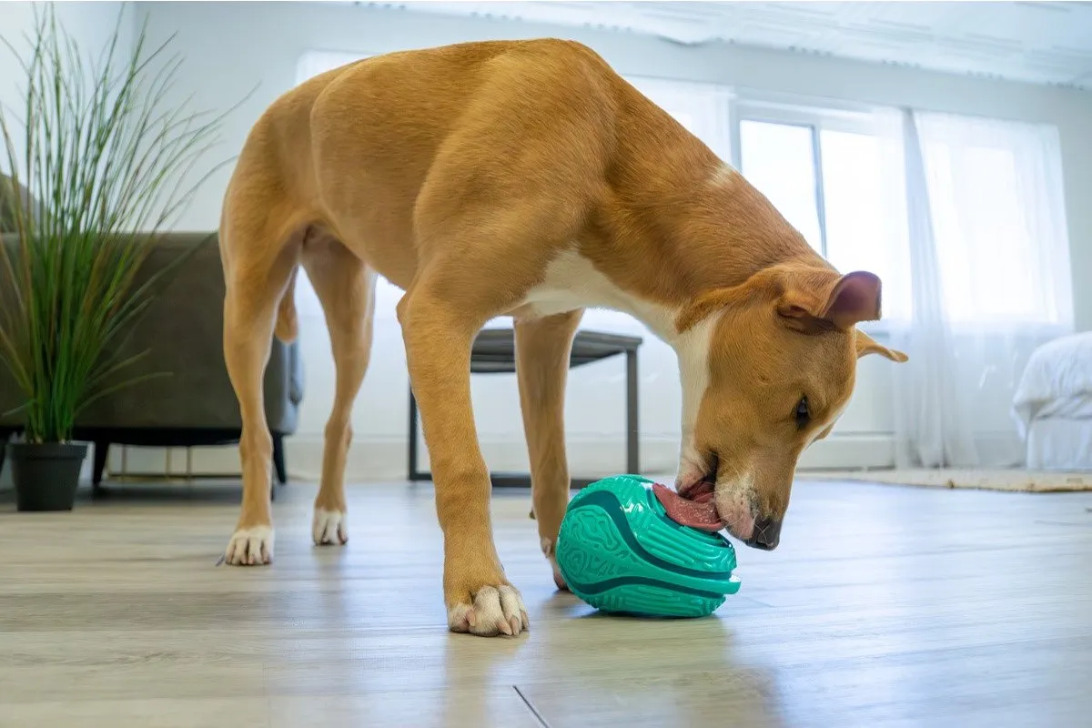 KONG Licks Rewards Medium/Large - Groen