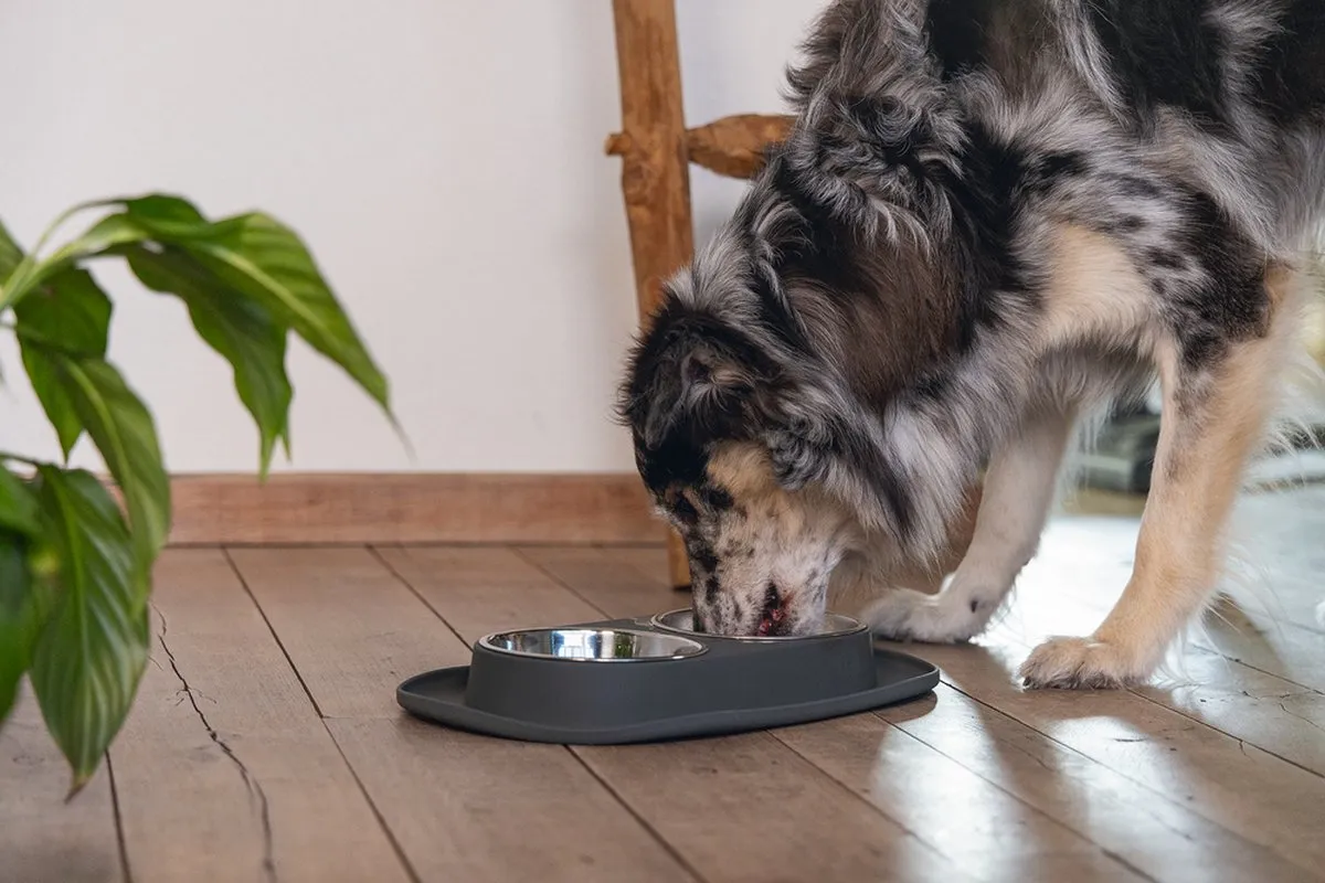 Beeztees Dinerset Hond Siliconen Antraciet - 40x24x4,5cm - afbeelding 6 van 6