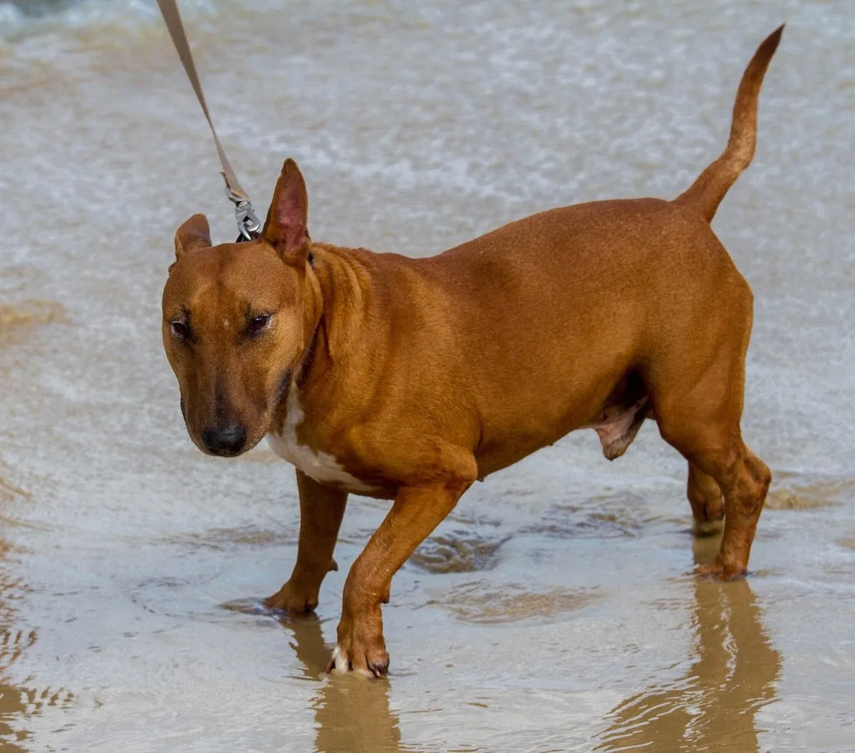 Trixie Premium Hondenriem 2m Verstelbaar - Zand L/XL - afbeelding 6 van 6