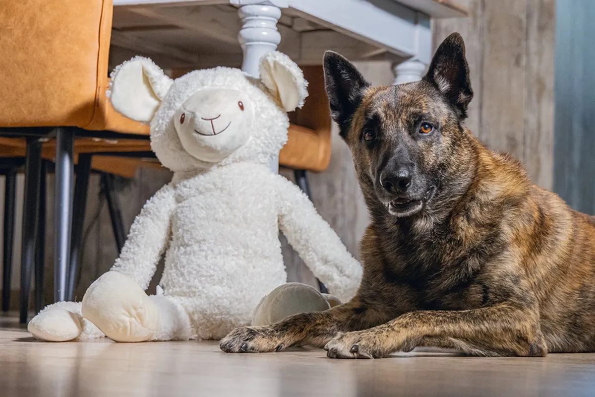 Beeztees XL Schaap Jessy Hondenspeelgoed - 80x39x20,5cm