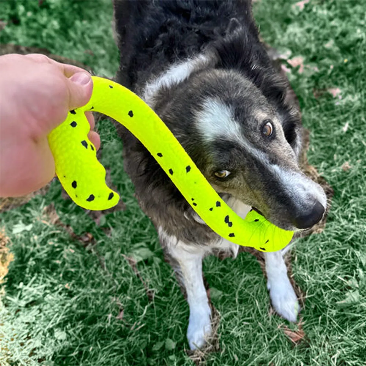 KONG Tug 'N Fetch - Geel/Zwart