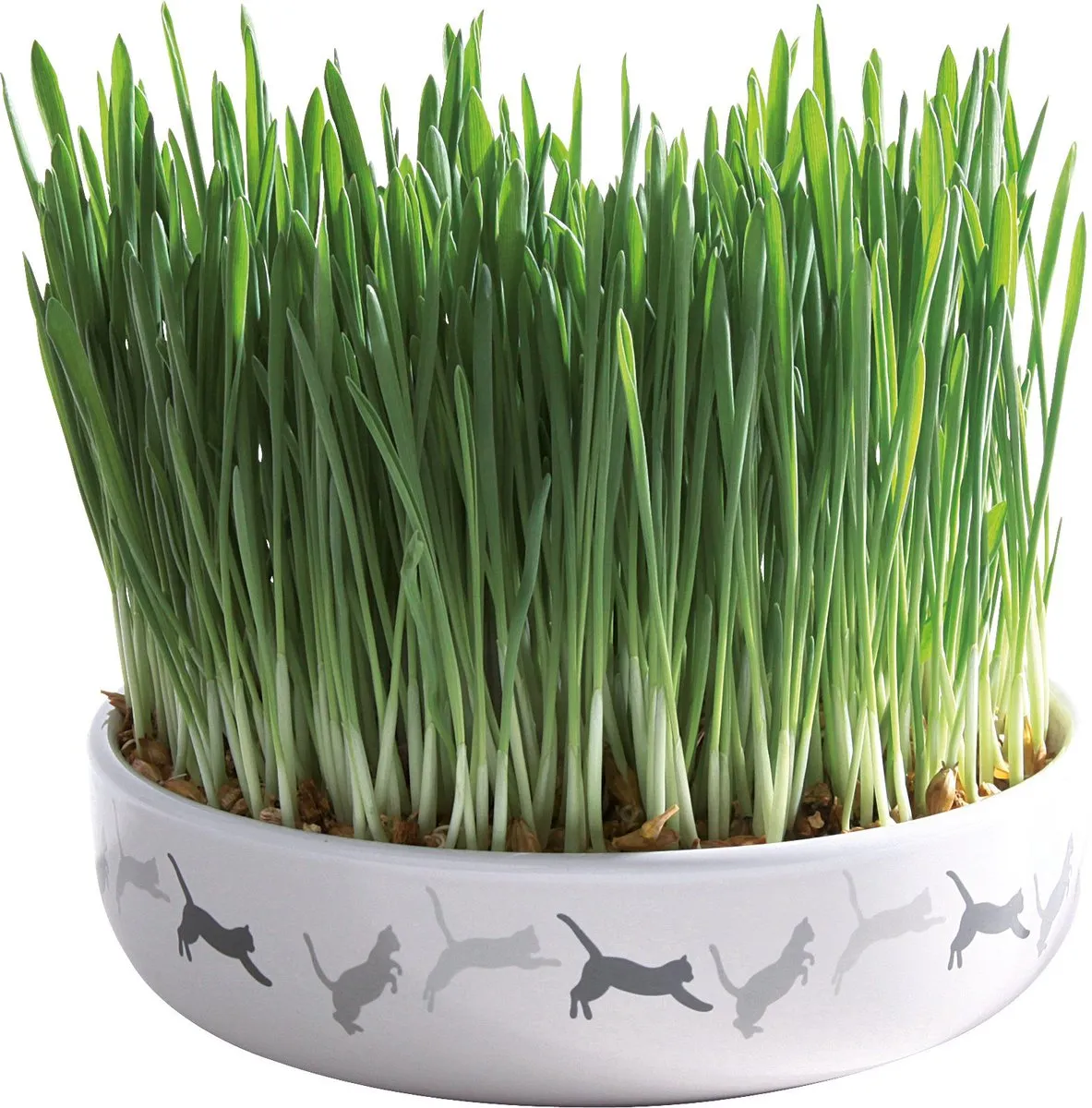 Trixie Kattengraszaad 50g Keramiekpot