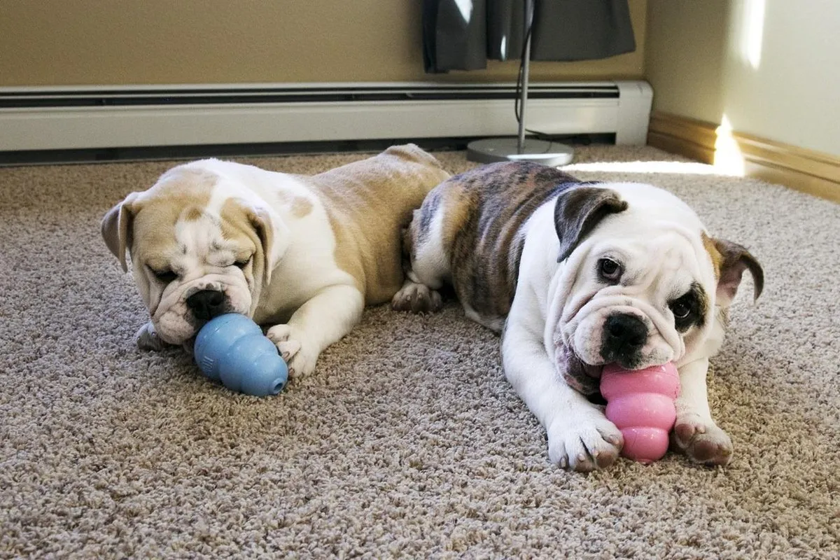 KONG Puppy Speelgoed M - 8,64 cm - Willekeurige Kleur - afbeelding 6 van 6