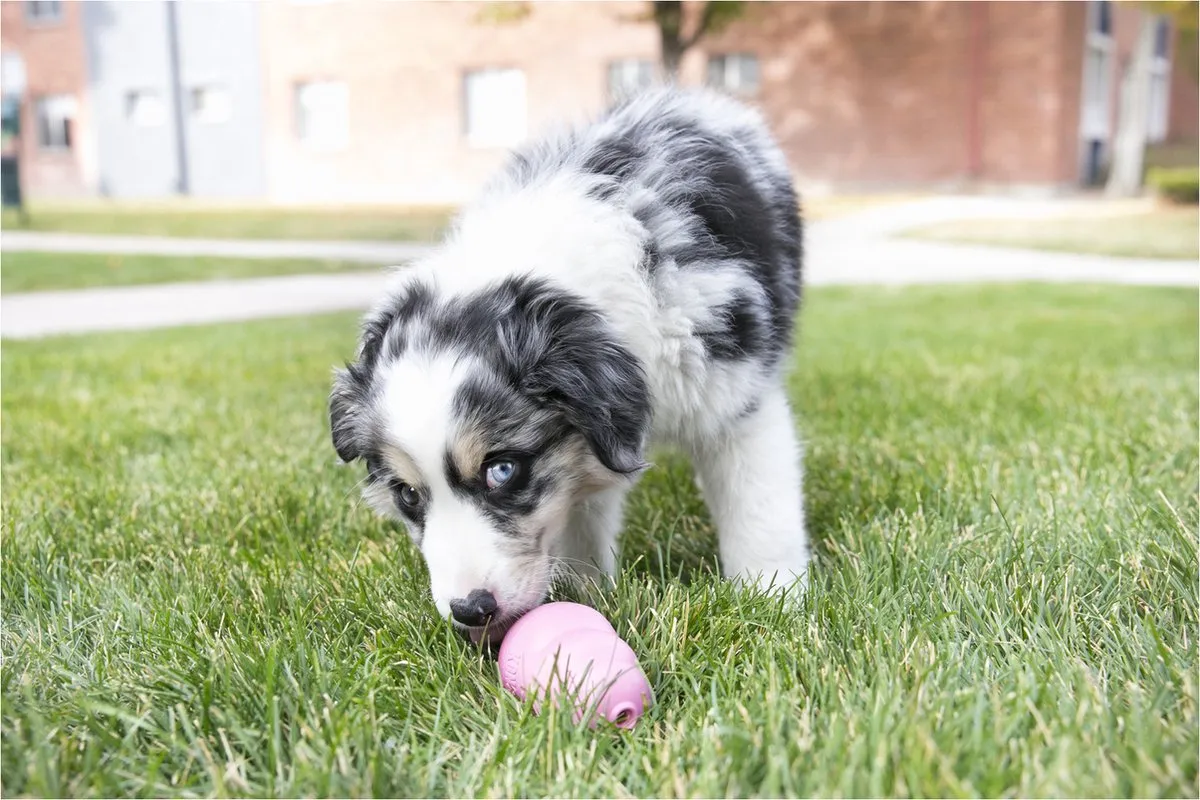 KONG Puppy Speelgoed M - 8,64 cm - Willekeurige Kleur